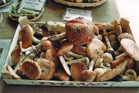 Sagra della castagna e del pisacan