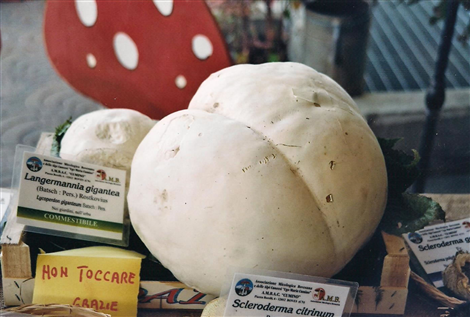 Sagra della castagna e del pisacan